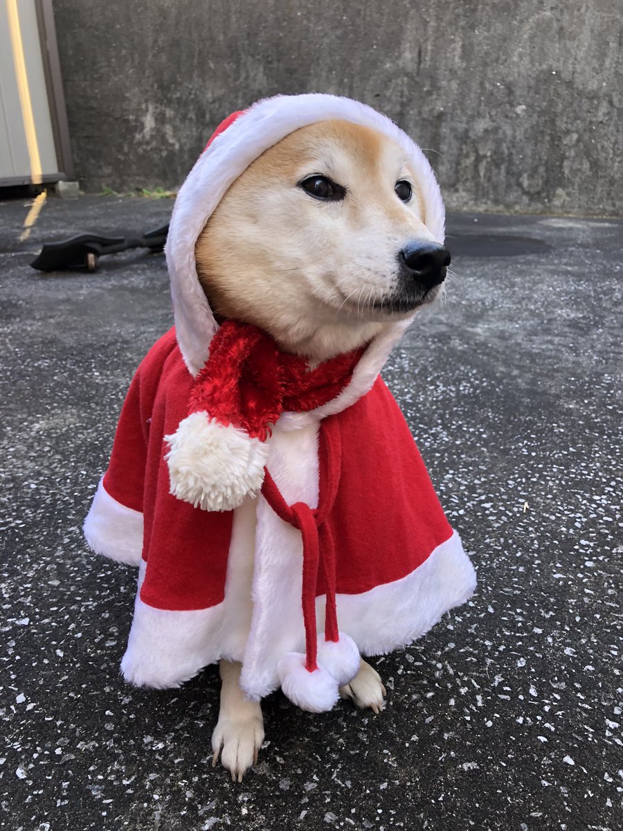 7_Nana83's tweet photo. おはようございます☀
朝の73歩（ナナ散歩）です。🐕➰💩🚶　昨日は素敵なChristmas を過ごせました😊 https://t.co/dYsMvkhSid