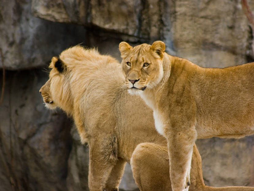Always Standing Watch.
🦁✨❤️‍🔥💥⚖️💫⭕♾️