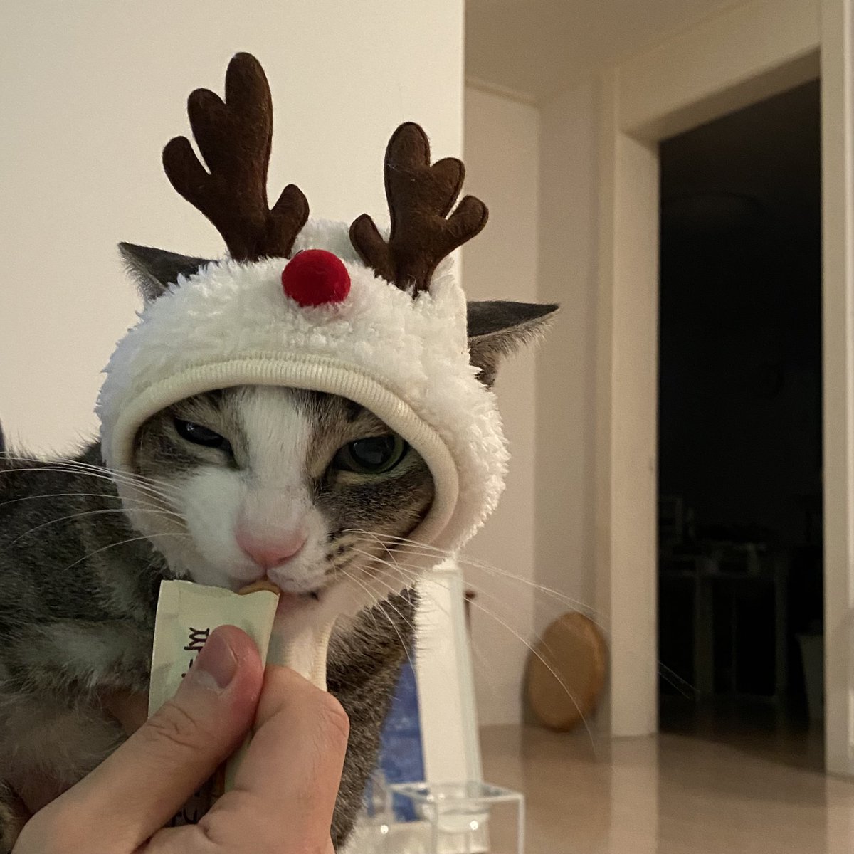 메리 크리스마스!!!!