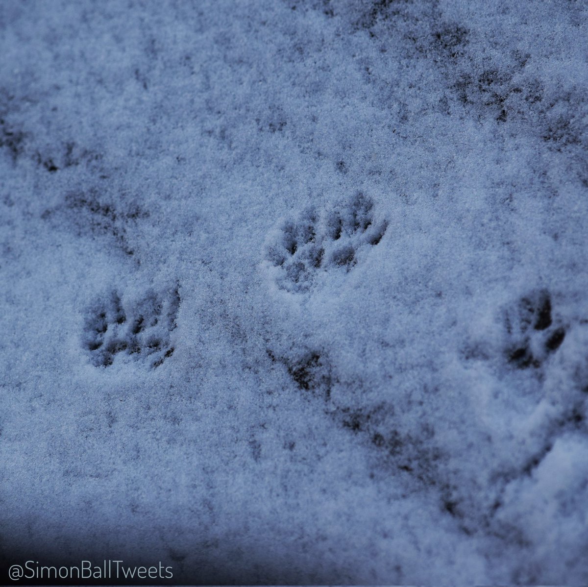 What the roof would look like if #SantaPaws had a sleigh with eight regular size squirrels instead of "eight tiny reindeer". #catmaseve