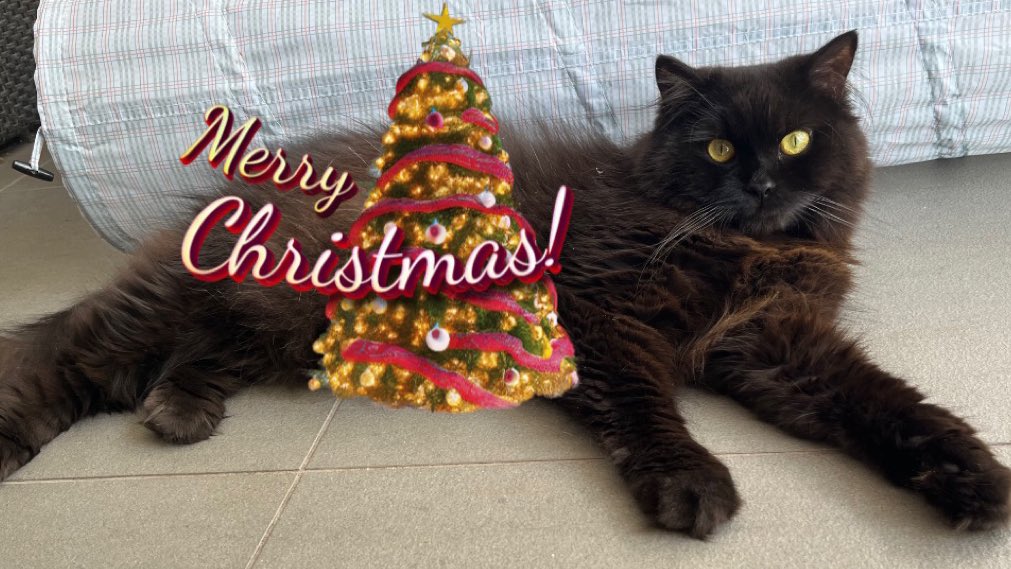 Wishing all my dear dear friends a furry Merry Chrimmas 🎄🎄🎄🎄
#MaximilianTyson #AdoptDontShop #CatsOfTwitter #AussieCatsOfTwitter