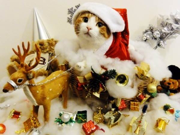 SnakeEyes397's tweet photo. Merry Christmas, everyone! (Wait.... Does anyone even use this platform anymore?) Any way, per tradition, here is a random picture of a Christmas cat that wants to be anywhere but in the picture. https://t.co/JYoGw8mfRA