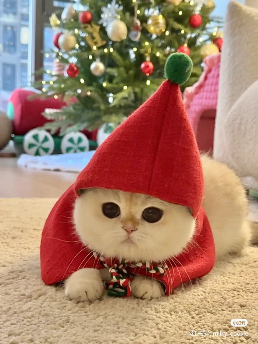 มิ้วๆๆ🎄🧑‍🎄