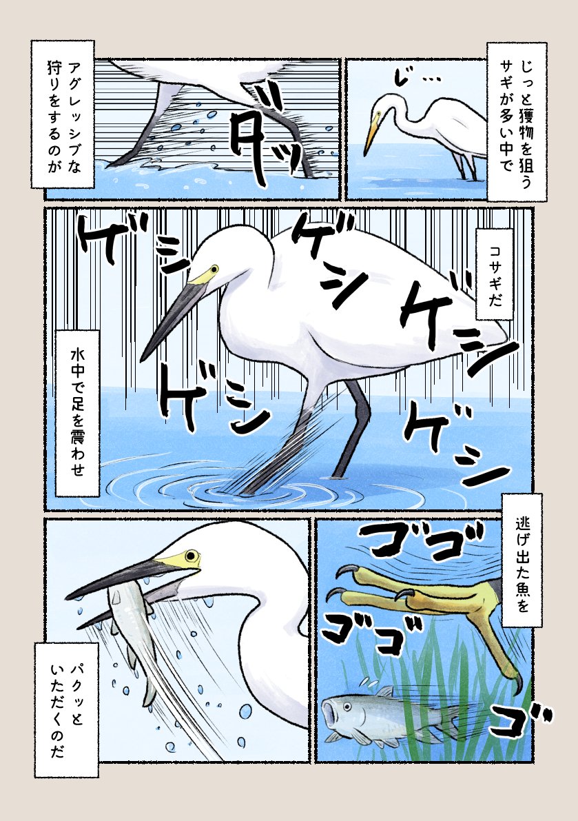 意外と知らない鳥の生活 「コサギ流の狩り」 サギらしからぬアグレッシブな方法で獲物を捕まえます。