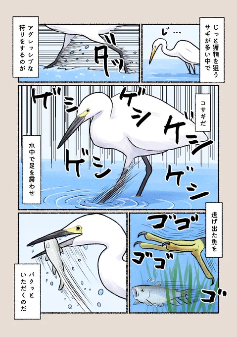 意外と知らない鳥の生活 「コサギ流の狩り」 サギらしからぬアグレッシブな方法で獲物を捕まえます。