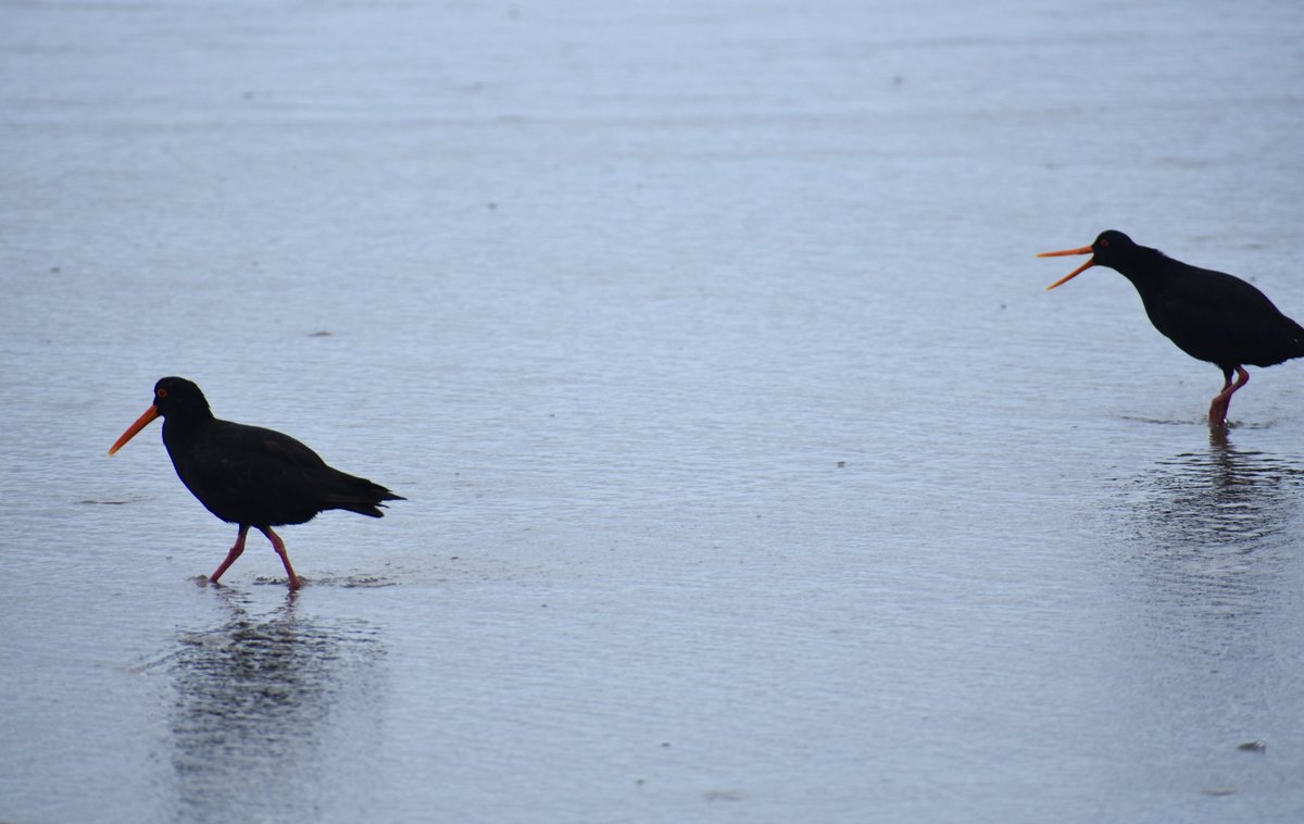 Qin Zhang 张秦 tweet media