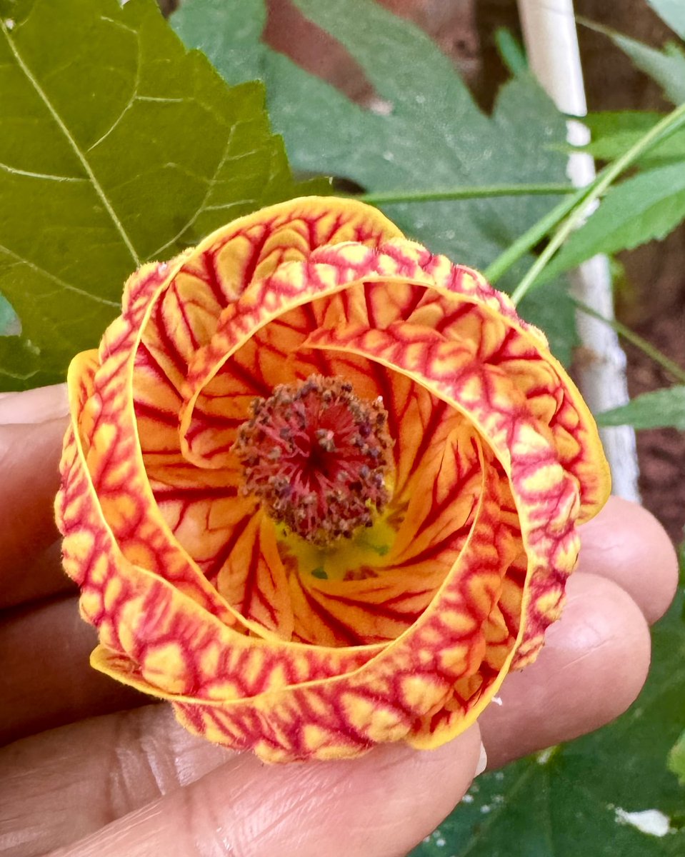 Neelavanam's tweet photo. Merry Christmas from us and our Lantern Hibiscus.

#MerryChrismas #GardeningTwitter https://t.co/afsiKWkcPQ