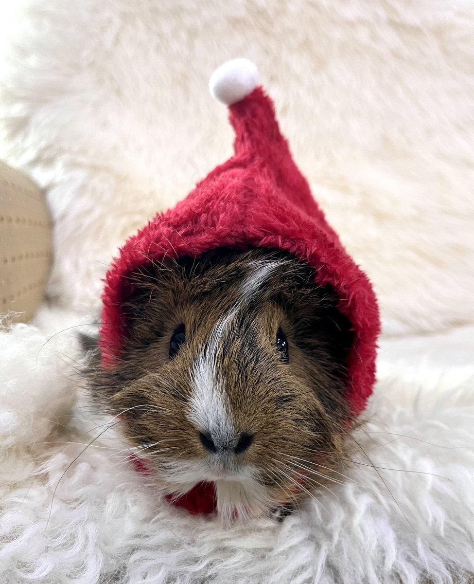 다들 햅삐 홀리데이~!!🎄🎄🎄