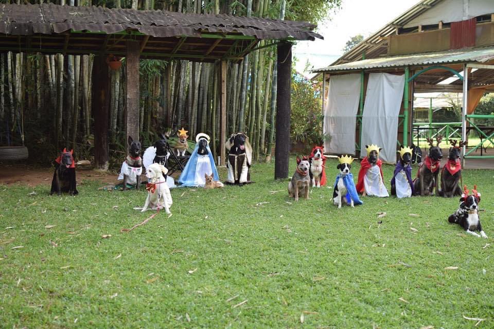 Una pastorela de perritos, lo mejor de esta navidad 🎄