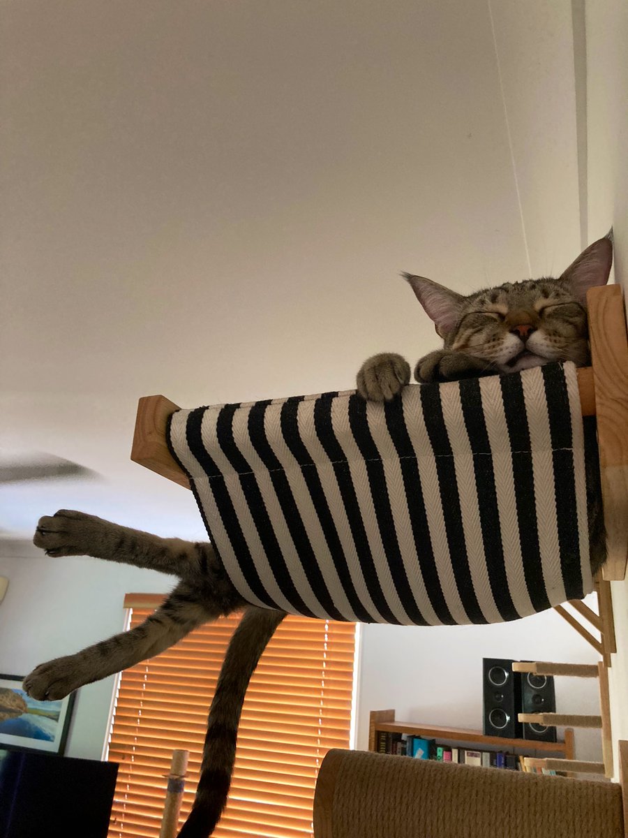 FinnAndMiaExtra's tweet photo. Finn’s all tuckered out after opening all the presents and getting heaps of treats https://t.co/Z3W1omijip