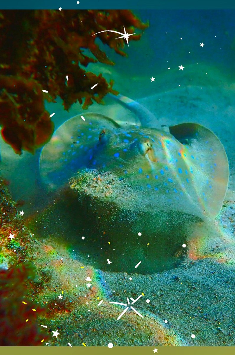 Merry Christmas
#freepalestine #voteyes