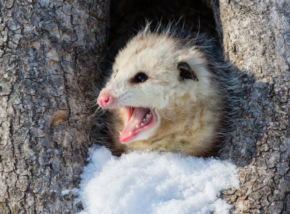 Lacey Fire tweet media