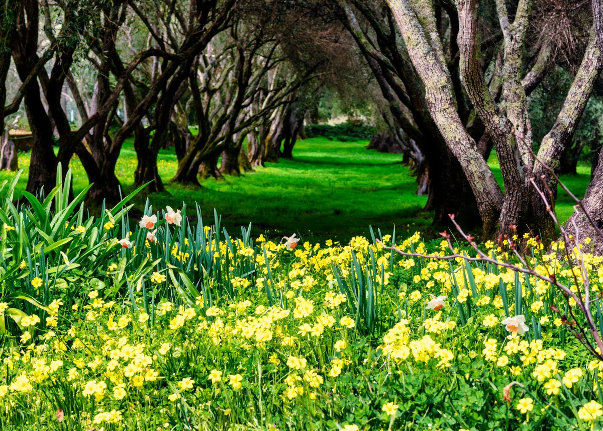 EZSaveNEarn's tweet photo. Forbidden Ground - #Filoli is an expansive landscape situated on the unceded ancestral lands of the Ramaytush Ohlone.
#photography #landscape https://t.co/afgJFFkz1z