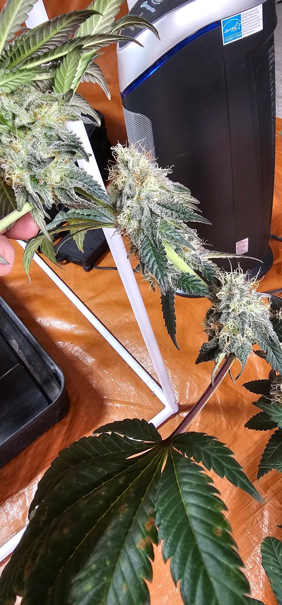 HermitHomestead's tweet photo. The other #PurpleSunset pheno. Still a pretty plant, way smaller lowers but she broke a lot on me, so topped more. Maybe a better veg wld have produced bigger lowers. A battle between the phenos. They smell much the same.
#ethosgenetics #ethos #cannaland #cannabisculture #growyourown #growmies #PositiveVibes #therapy