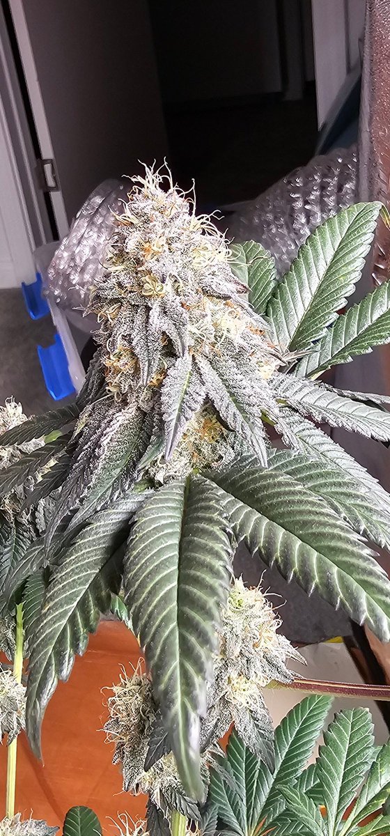 HermitHomestead's tweet photo. The other #PurpleSunset pheno. Still a pretty plant, way smaller lowers but she broke a lot on me, so topped more. Maybe a better veg wld have produced bigger lowers. A battle between the phenos. They smell much the same.
#ethosgenetics #ethos #cannaland #cannabisculture #growyourown #growmies #PositiveVibes #therapy