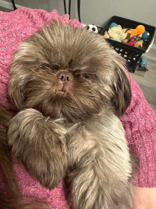 Awww makes me miss my liver shih tzus https://t.co/yIGyULcl07