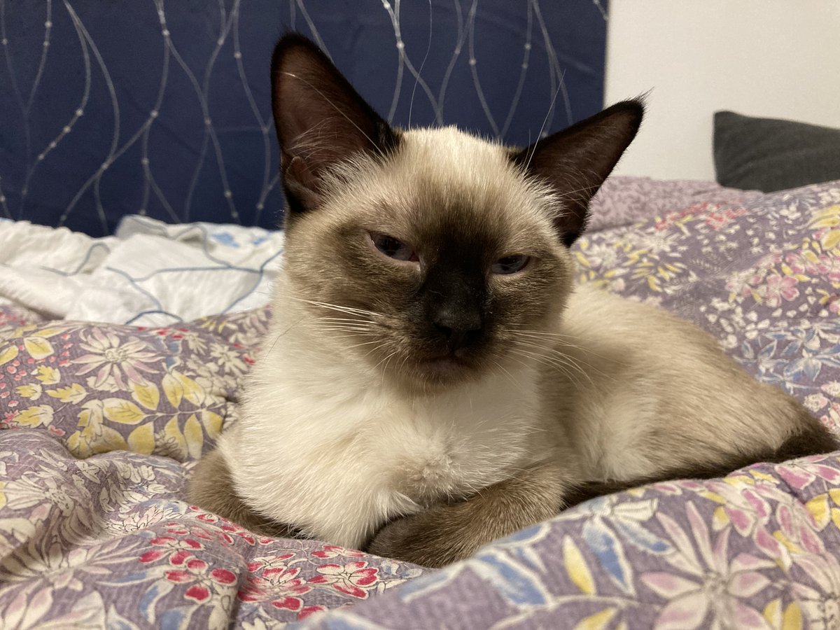 CompanionBridge's tweet image. Elli needs surgery for a broken Tibia. Her mom needs help raising funds. Any help is appreciated we are hoping to get surgery next week.
companionbridge.org/ourstory/elli/