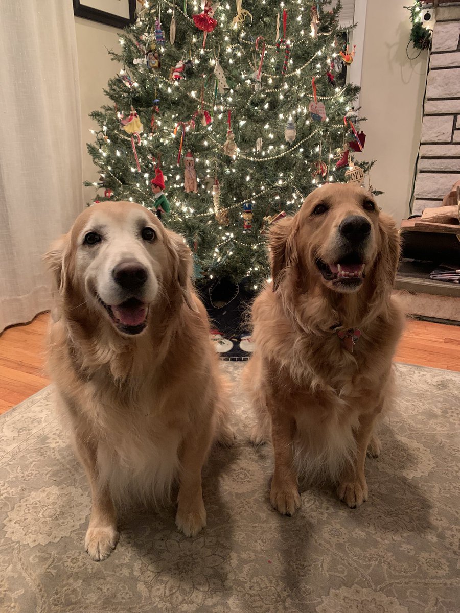 jimfeldman's tweet photo. Merry Woofmas! #goldenretriever #goldensofX #Christmas https://t.co/jfdae7bZmD