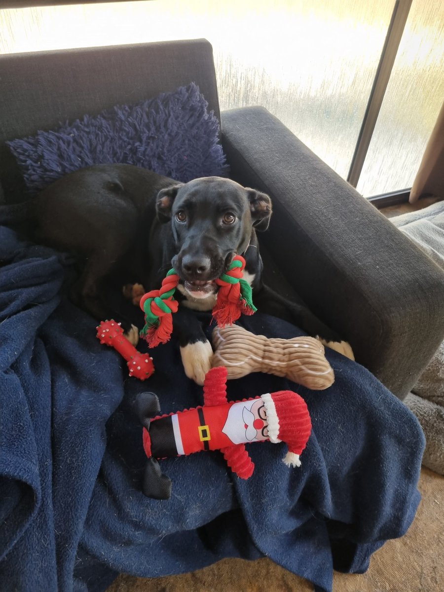 _TamaraWatson's tweet photo. Why I love Christmas. Seeing the smiles on these little faces and watching the fur babies enjoying their new toys! #Family #Christmas https://t.co/FsYWciknG6