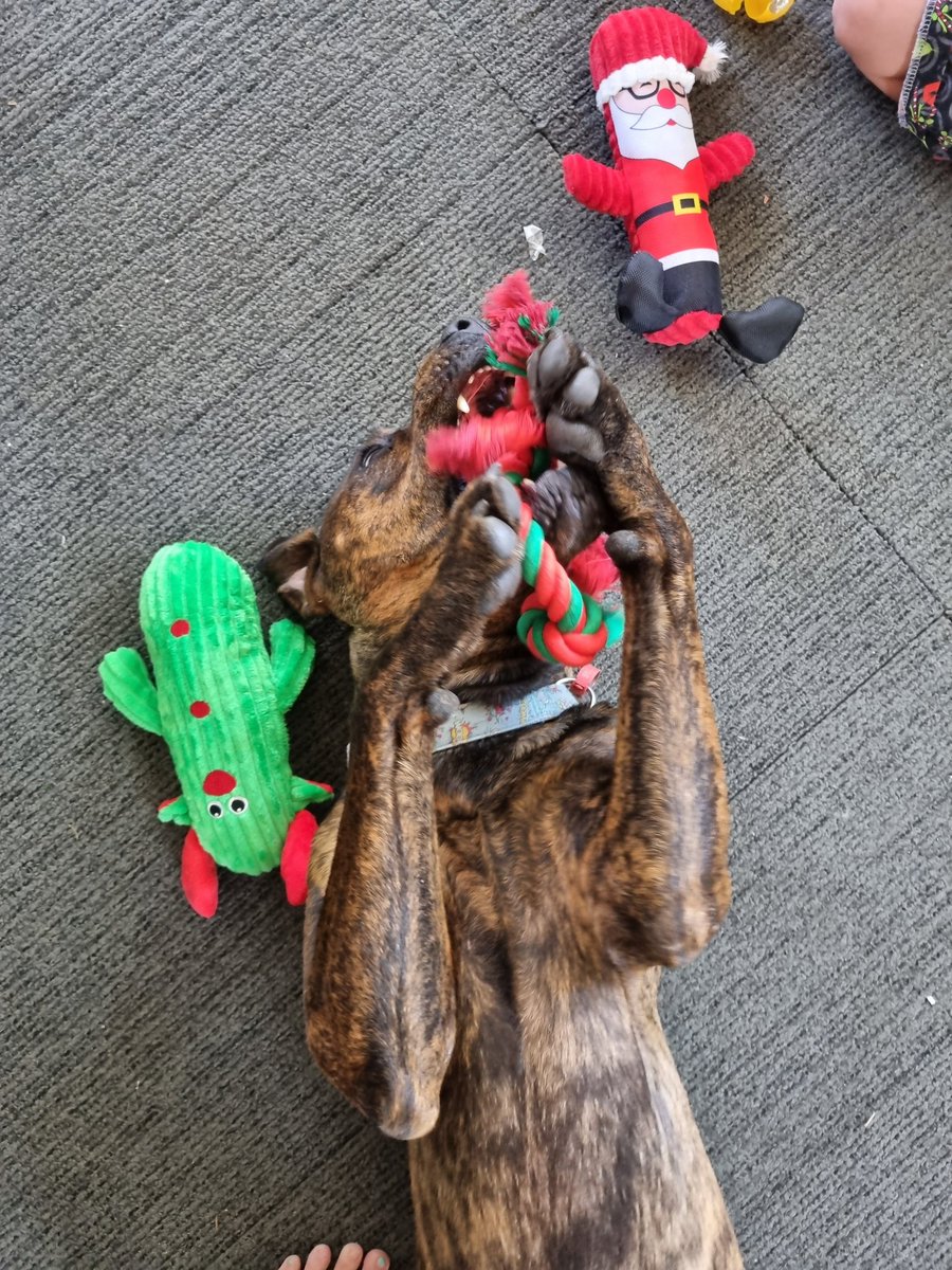 _TamaraWatson's tweet photo. Why I love Christmas. Seeing the smiles on these little faces and watching the fur babies enjoying their new toys! #Family #Christmas https://t.co/FsYWciknG6