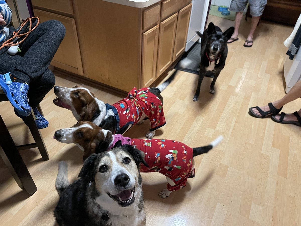 Mbss4G's tweet photo. Ray-Ray says… The humans made us wear our Christmas PJs for our evening walk. So humiliating. At least we got to hang with our friends. 🐶🎄🐶 #WhatDYaSayRay  #bassetchrismas #basset https://t.co/22uMNLjidi