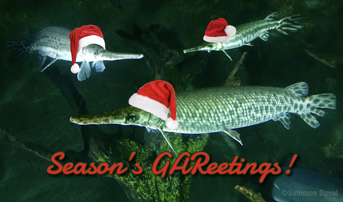 SolomonRDavid's tweet image. 🎶Here come Santa Gars, here come Santa Gars🎶

Merry Fishmas &amp;amp; Happy Holidays from #GarLab! #25DaysofFishmas