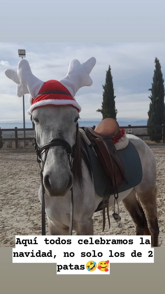 sagstories1's tweet photo. Feliz navidad a los de 4 patas también 🎄🎄 https://t.co/y5GLakf5y7