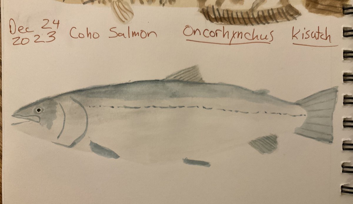 Titus Seilheimer (@drfishsg) on Twitter photo Day 24 of #24DaysofFishmas and #SketchFishmas.
Coho Salmon for crossover with #SundayFishSketch Day 24 of #24DaysofFishmas and #SketchFishmas.
Coho Salmon for crossover with #SundayFishSketch