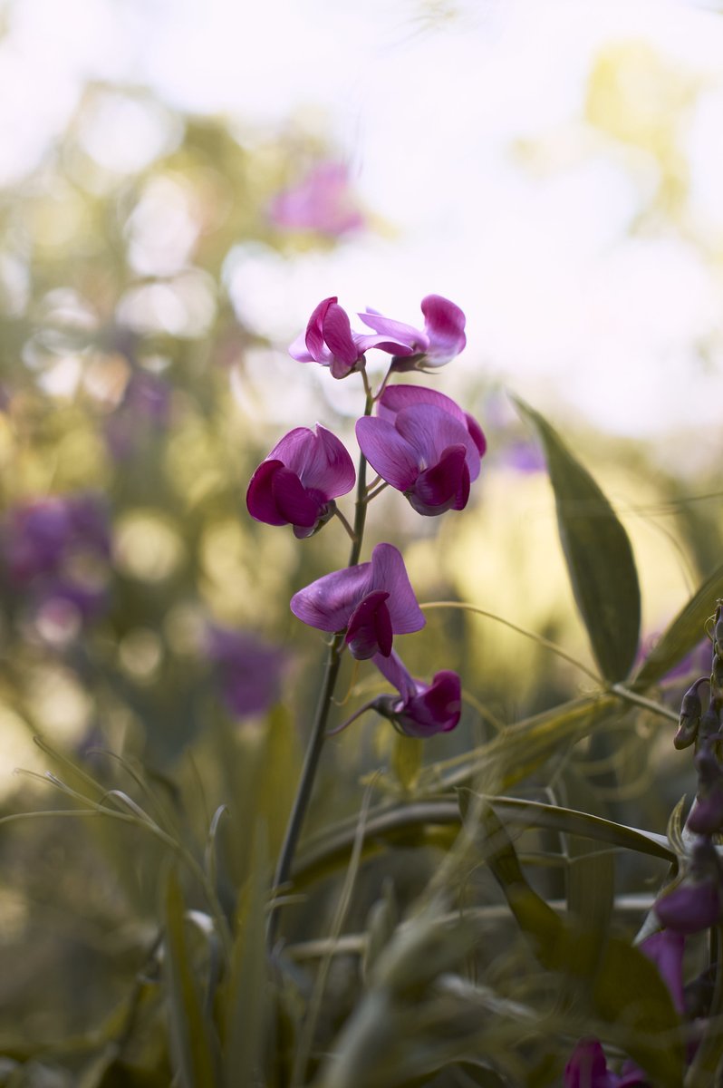 踊ってるみたいな花びらのお花

#flowerphotography #花写真 #写真撮ってる人と繋がりたい #sigmaphoto