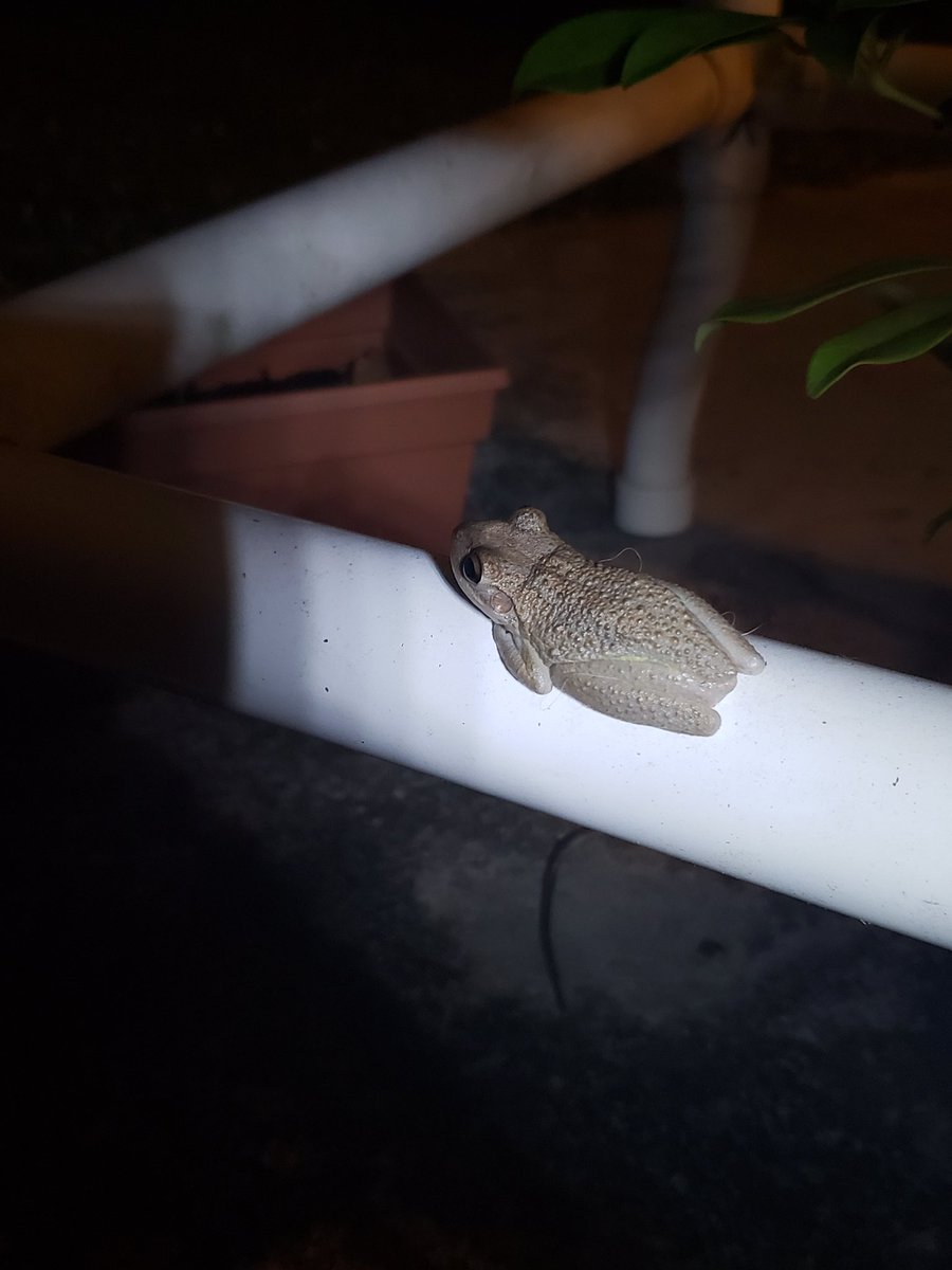 Rachel_Roo34's tweet image. Peppermint Patty came home for Christmas! 🤣 #Christmas #exoticpet #frog