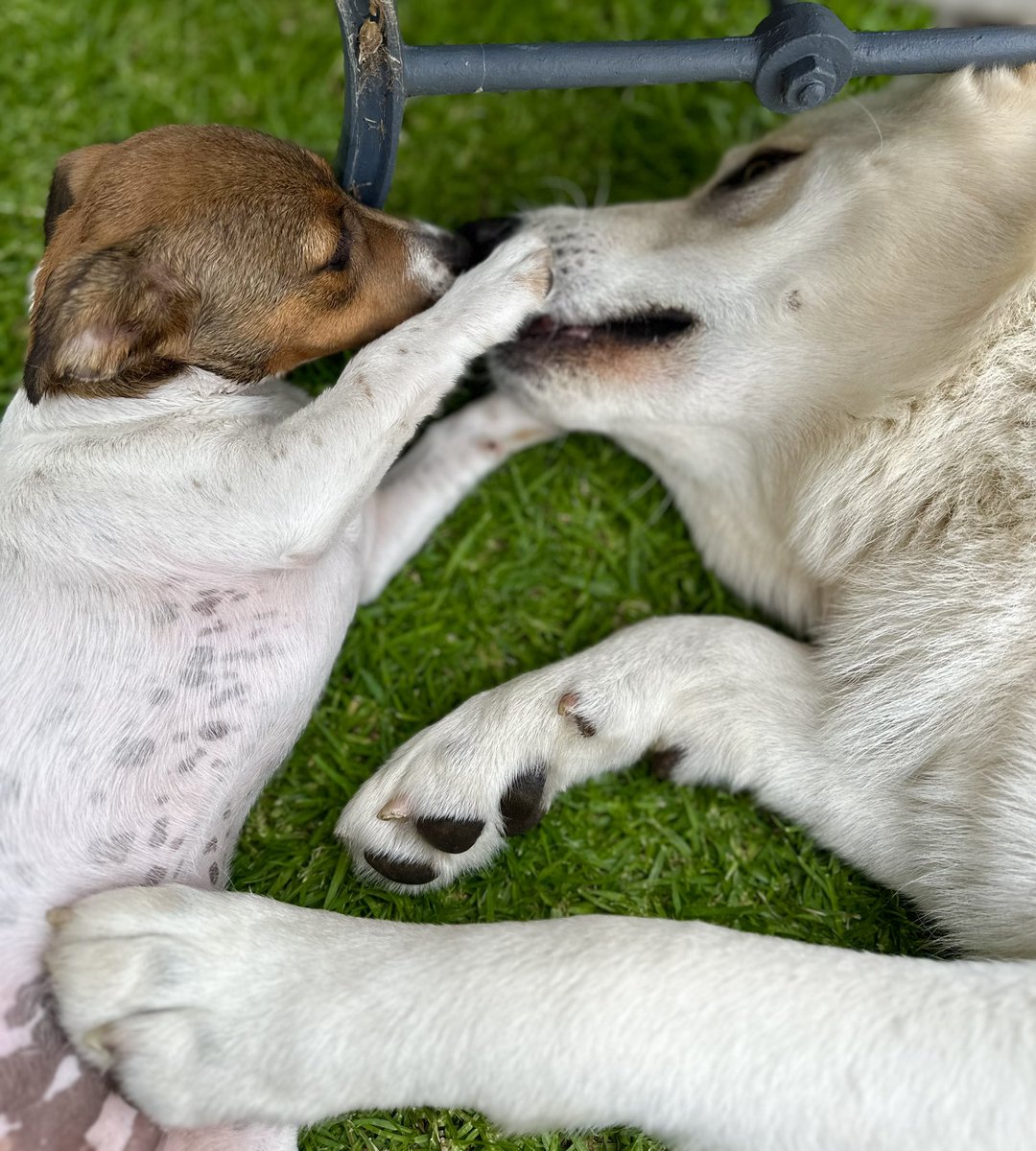 Dan Pentz tweet media