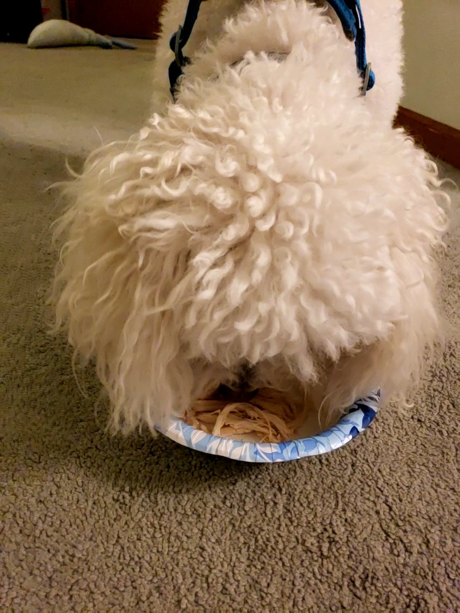 SonOfABichon's tweet photo. Now mommy just gibbed me's fwesh chimkin. Dey shure wuv me's
#dogsoftwitter #dogs #nummies #chimkin https://t.co/tinBlfDfIf