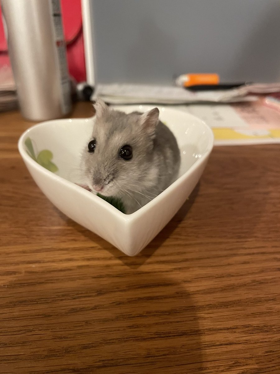 carimerodayo's tweet photo. クリスマスに天国に行ったおもちちゃん
天国でクリスマス過ごしてるかな〜
かわいくてとってもいい子でした
我が家に来てくれてありがとう！！ https://t.co/pYkNYnk3Pj