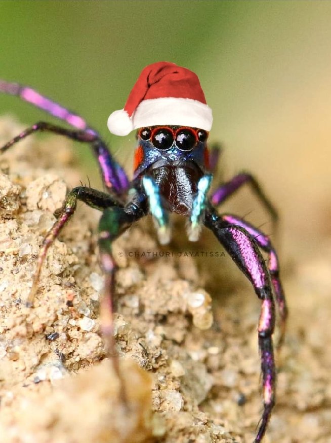 Merry Christmas everyone ❤️🎄🕷️❄️