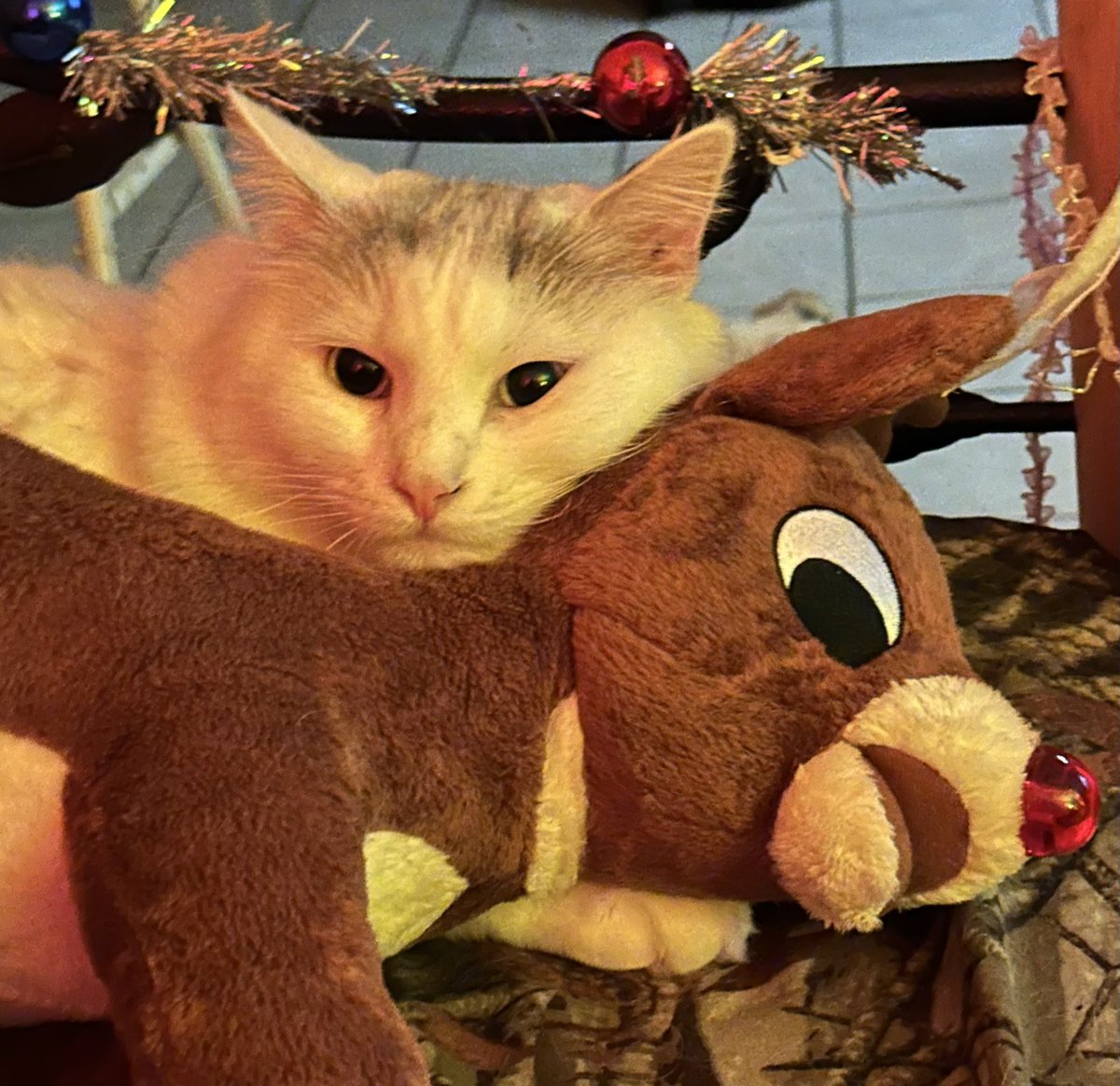 jackieduleba's tweet photo. Merry Christmas. Now we rest. https://t.co/SG6NLLGGci