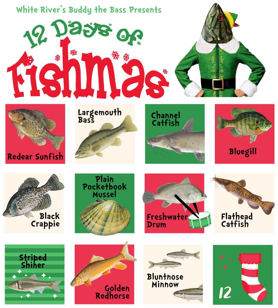 On the 11th Day of Fishmas, Buddy the Bass gives to us the Bluntnose Minnow! These little fish are only a few inches long, have a light olive-colored top half with silver bottom half, separated by a line of darker scales that end in a black dot near the rear fin.