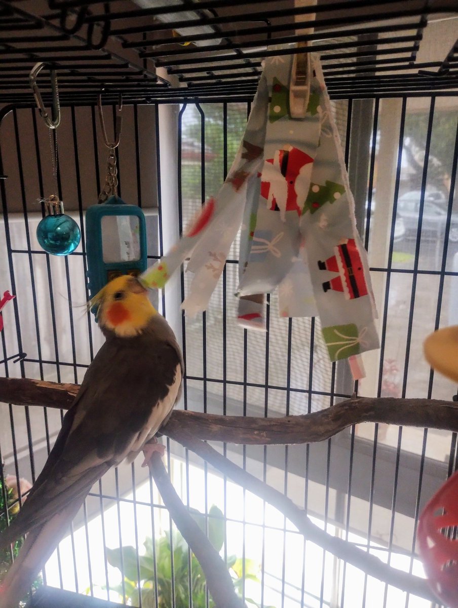 StinkyCockatiel's tweet photo. Merry Birdmass! https://t.co/hFMgAiHoIr