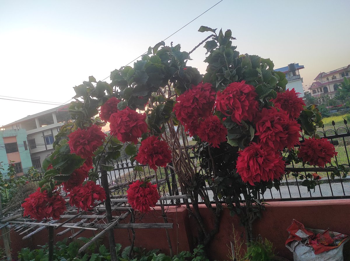 आफ्नो बगैचा मा येस्तै छ 
शुभ प्रभात सबै मा