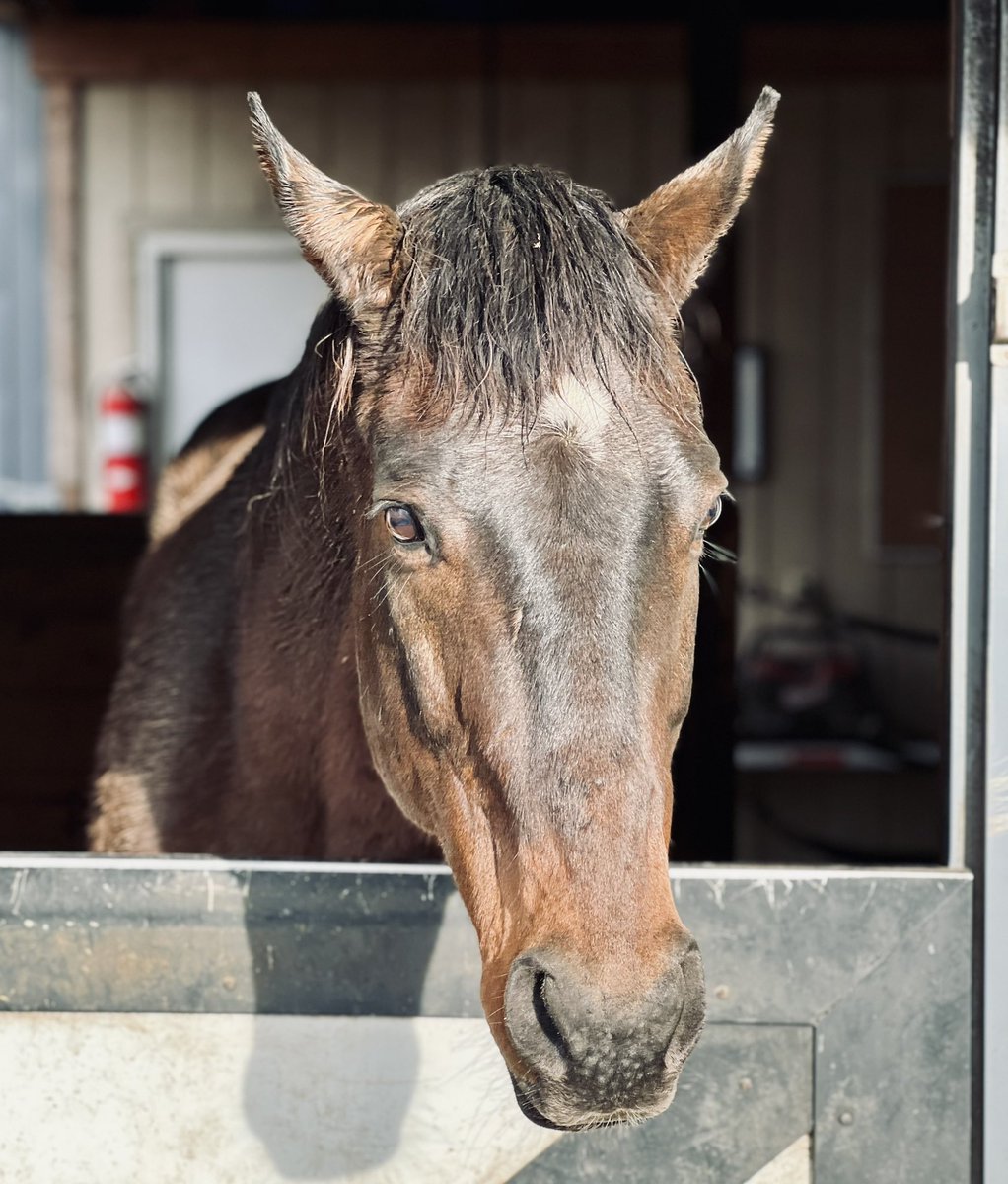 Unbridledones's tweet photo. “Happy Christmas Y’all!” Kentucky bred Native Ruler snickers…and snorts.
#unbridledspiritsthoroughbredretirementranch
#MaggiMoss https://t.co/omKziZagYc