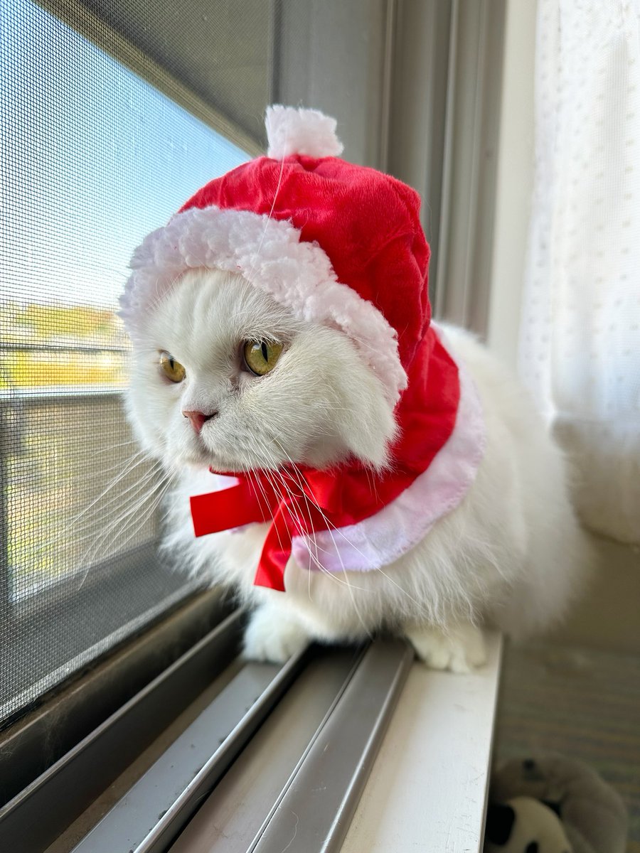 rrmcat's tweet photo. メリークリスマス🎄✨
今日もニャルソックだね☺️
#猫好きさんと繋がりたい https://t.co/QLolbGo1wS