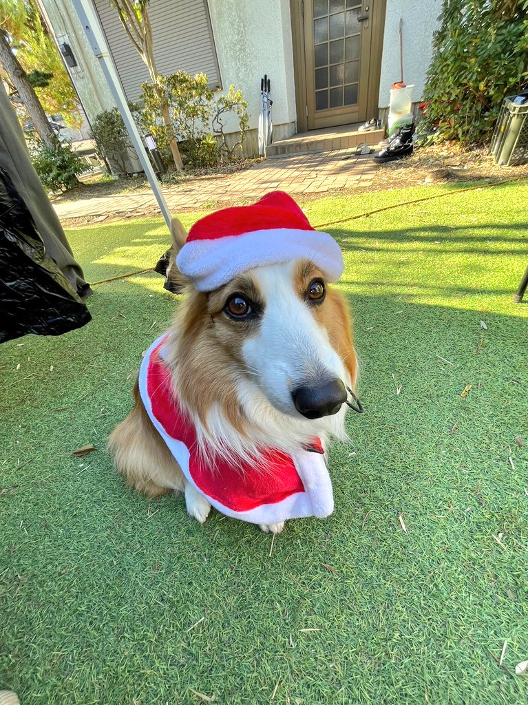 ヤチコダルマ　土佐犬抱っこ ヤチコダルマ 土佐犬抱っこ