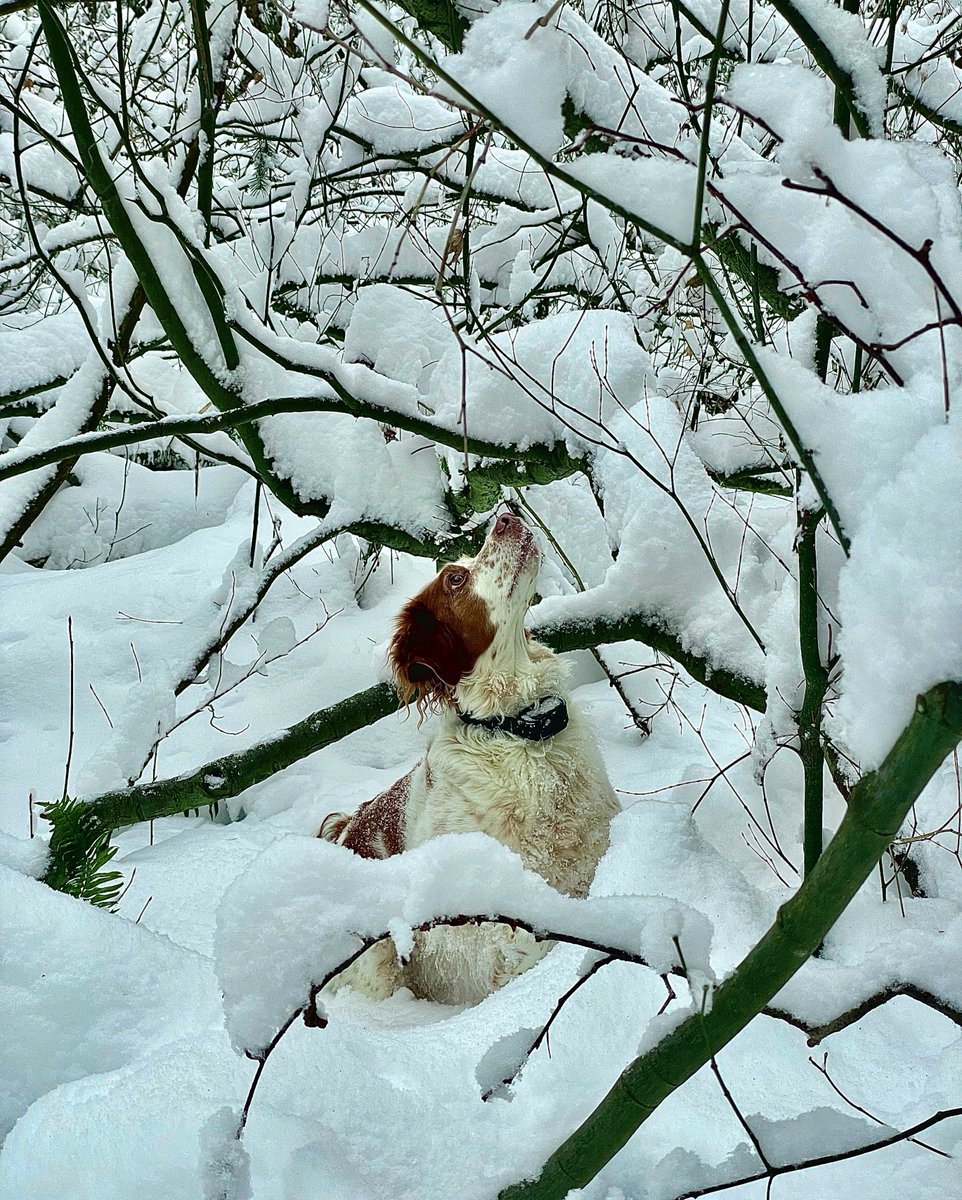 Modularacks's tweet image. 'Twas the night before Christmas! ❄️
We hope you're enjoying this Christmas Eve with those who mean the most!
-
#leavenothingbehind #modularacks #doorsteptodestination #christmaseve #christmas