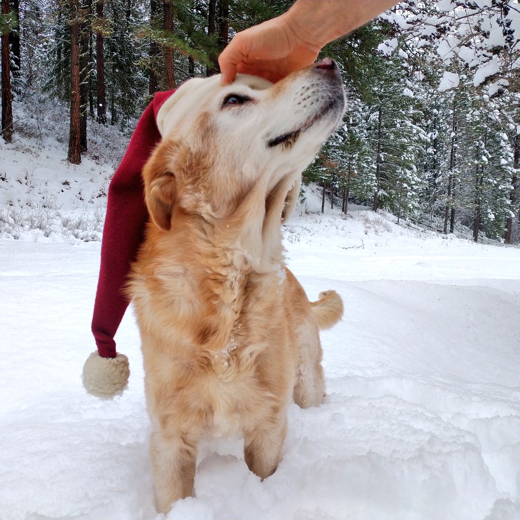 roguedetection's tweet photo. Some of our #ConservationDogs like Chester (💛) are no longer with us... Despite this, we cherish the "howlidays." We can be in the field nearly 300+ days a year sniffing for data, but the holidays are when we get to spend time just being w 👇🏾.
🙏🏾🐾✨ #HappyHowlidays #HugADog https://t.co/qKcE1dZ7HQ