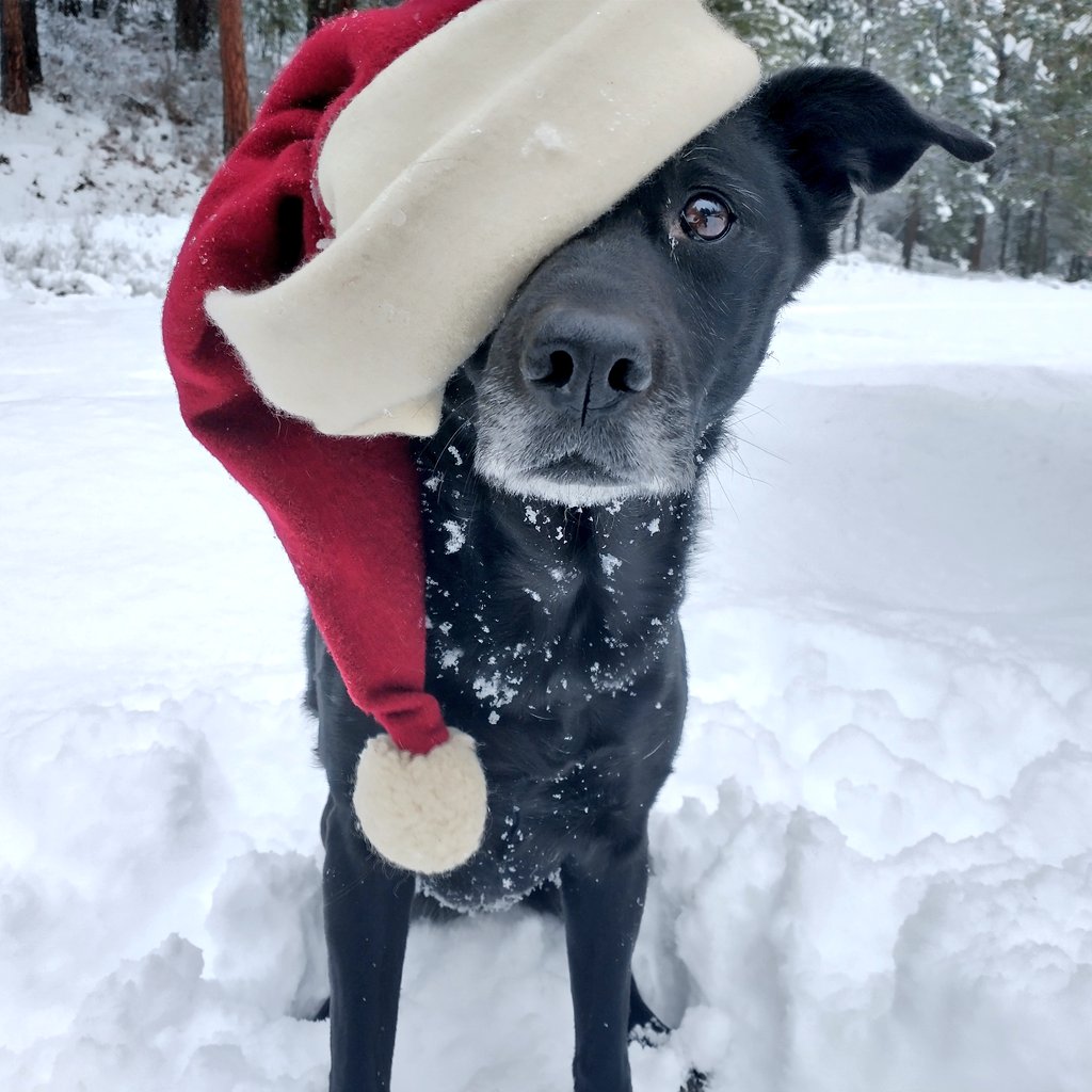 roguedetection's tweet photo. Some of our #ConservationDogs like Chester (💛) are no longer with us... Despite this, we cherish the "howlidays." We can be in the field nearly 300+ days a year sniffing for data, but the holidays are when we get to spend time just being w 👇🏾.
🙏🏾🐾✨ #HappyHowlidays #HugADog https://t.co/qKcE1dZ7HQ