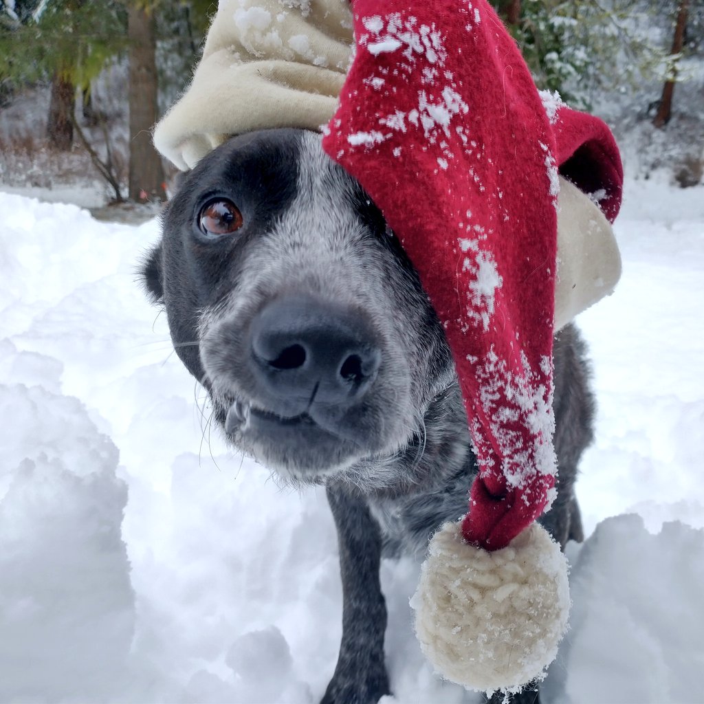 Some of our #ConservationDogs like Chester (💛) are no longer with us... Despite this, we cherish the 'howlidays.' We can be in the field nearly 300+ days a year sniffing for data, but the holidays are when we get to spend time just being w 👇🏾.

🙏🏾🐾✨ #HappyHowlidays #HugADog