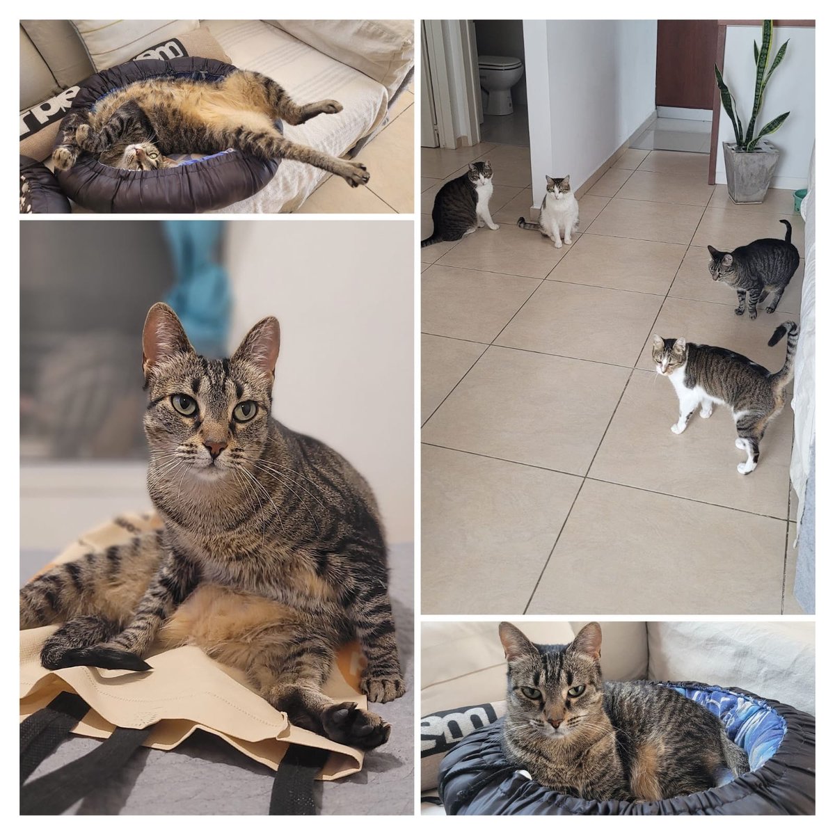 Caracúlica como yo. Quién dijo que no se parecen a sus padres/dueños?