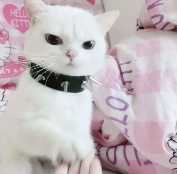 catgirldevil's tweet photo. my two moods https://t.co/i2JEtLEEql