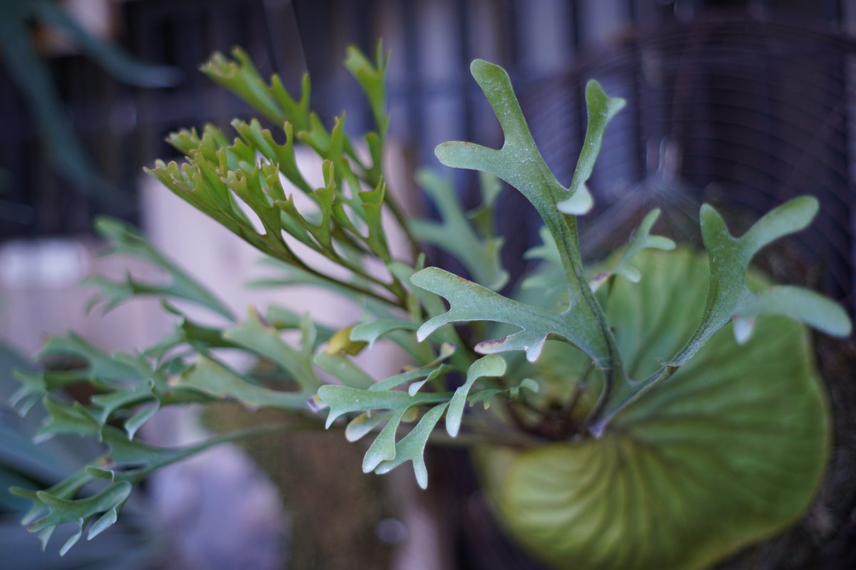 LCCJZ1's tweet photo. 逛花市，好久沒貼文了，忙碌的年底總是有些債要還。
#TAKUMAR55f18 #老鏡 https://t.co/7EXcmKAVZz