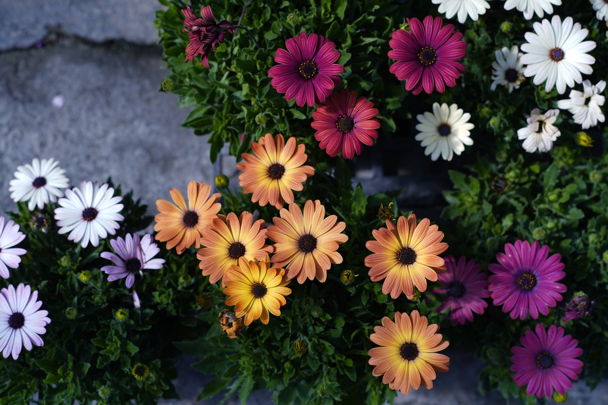 LCCJZ1's tweet photo. 逛花市，好久沒貼文了，忙碌的年底總是有些債要還。
#TAKUMAR55f18 #老鏡 https://t.co/7EXcmKAVZz