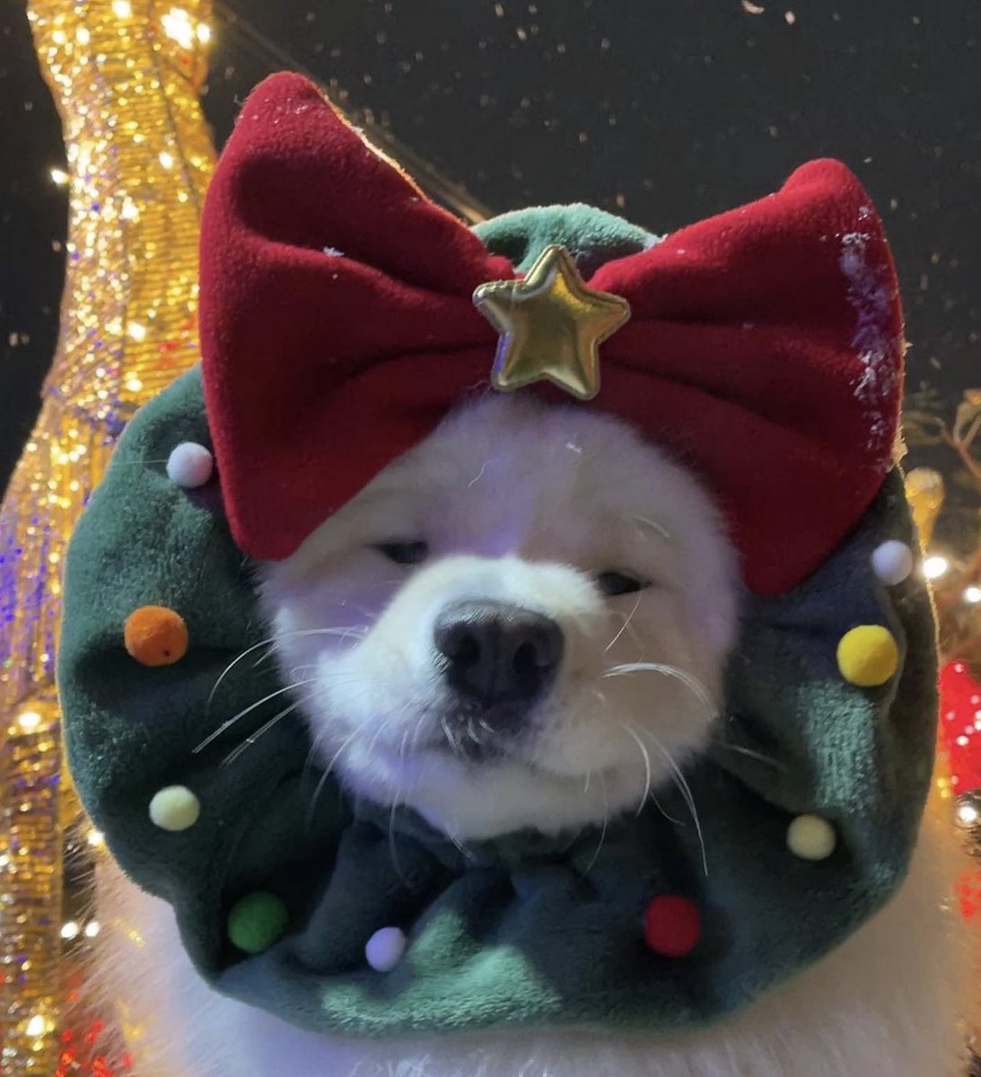 dogonboo's tweet photo. all i want for christmas is จุ้บๆ https://t.co/kASI2MalAc